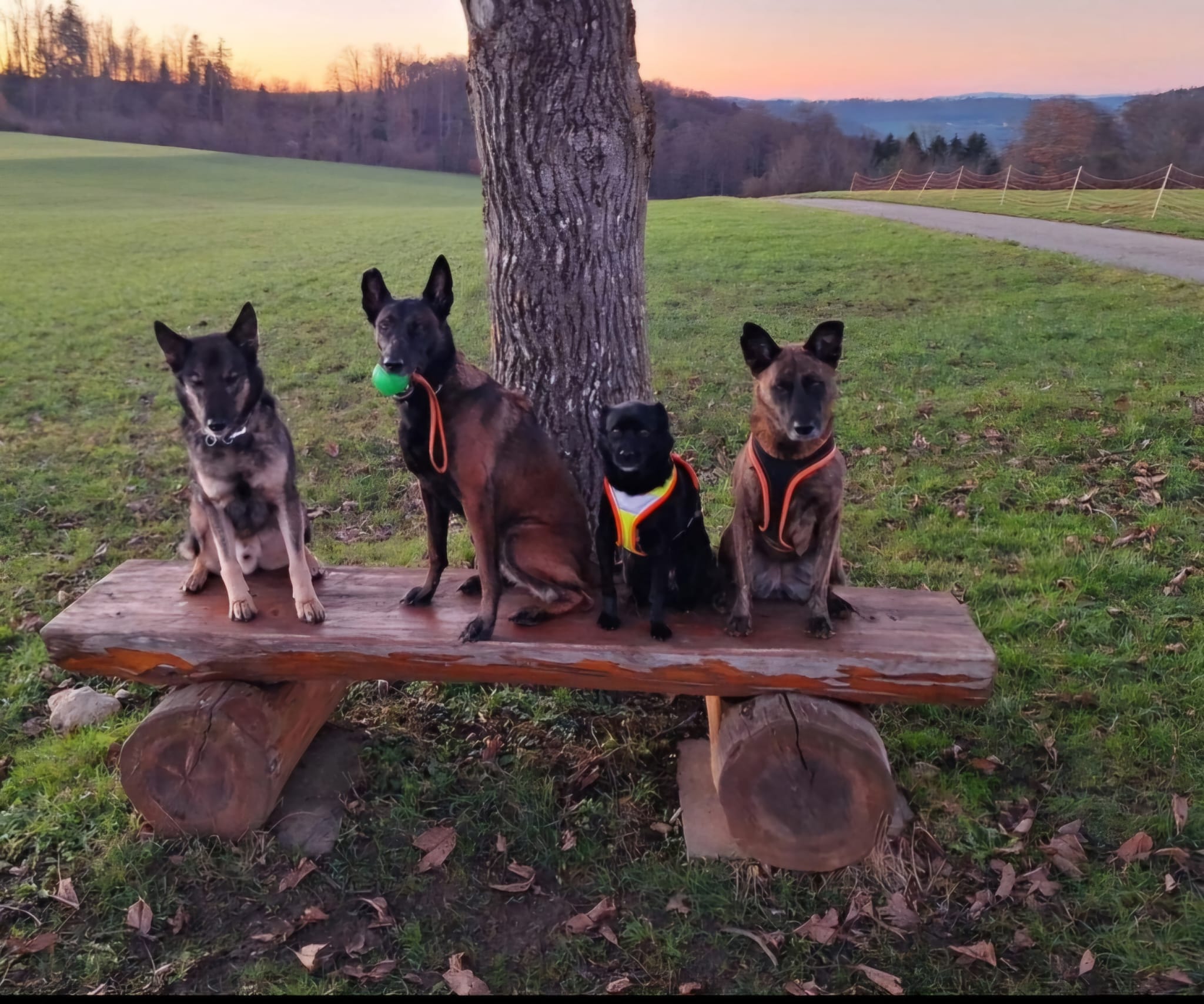 Hunde im Gruppentraining – Hundeschule Pfotenherz