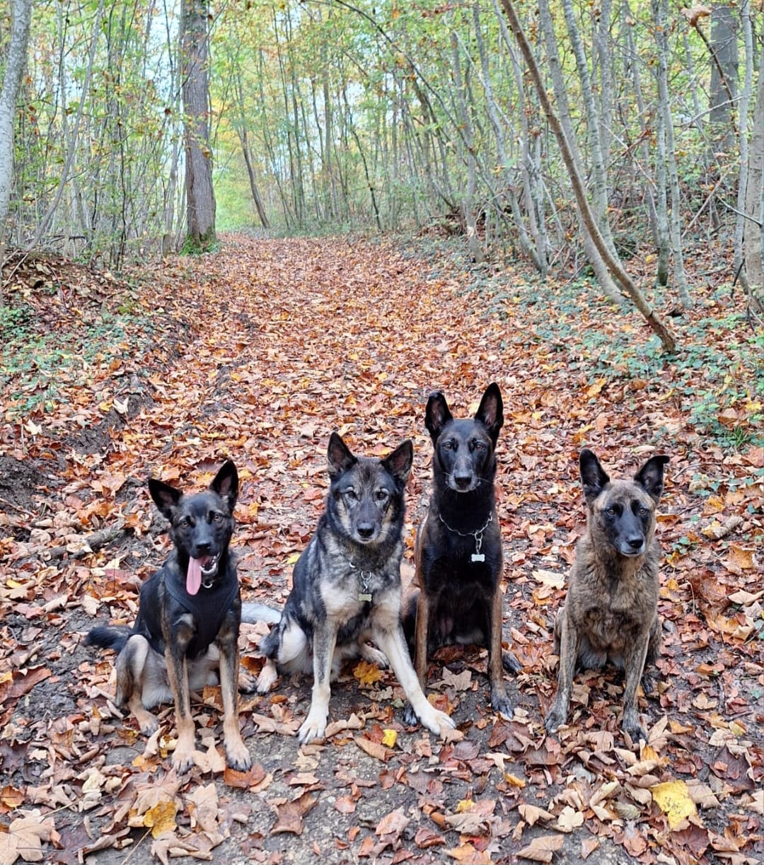 Social Walk Hunde – Hundeschule Pfotenherz Sissach