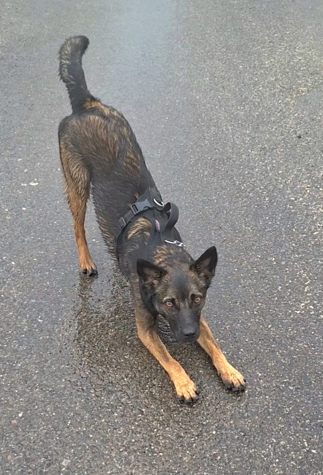 Hunde Sozialisation – Hundeschule Pfotenherz Sissach