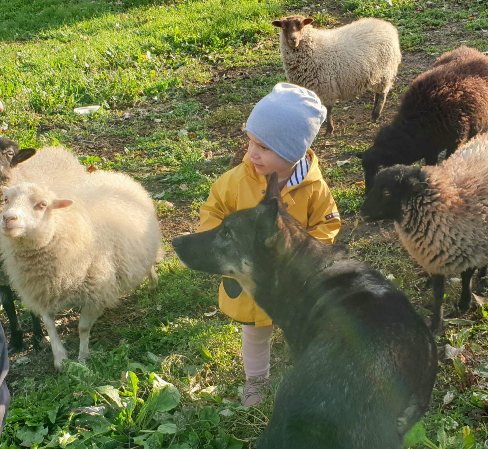 Social Walk mit Hunden – Hundeschule Pfotenherz Sissach