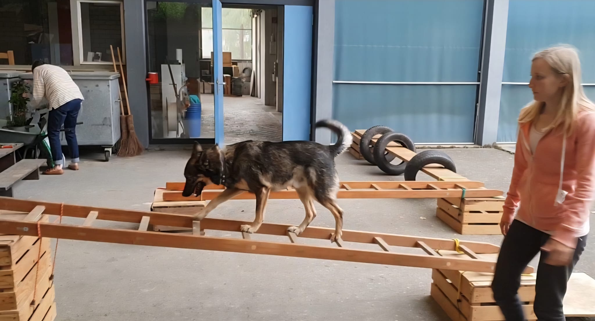 Hund beim Lerntraining – Hundeschule Pfotenherz
