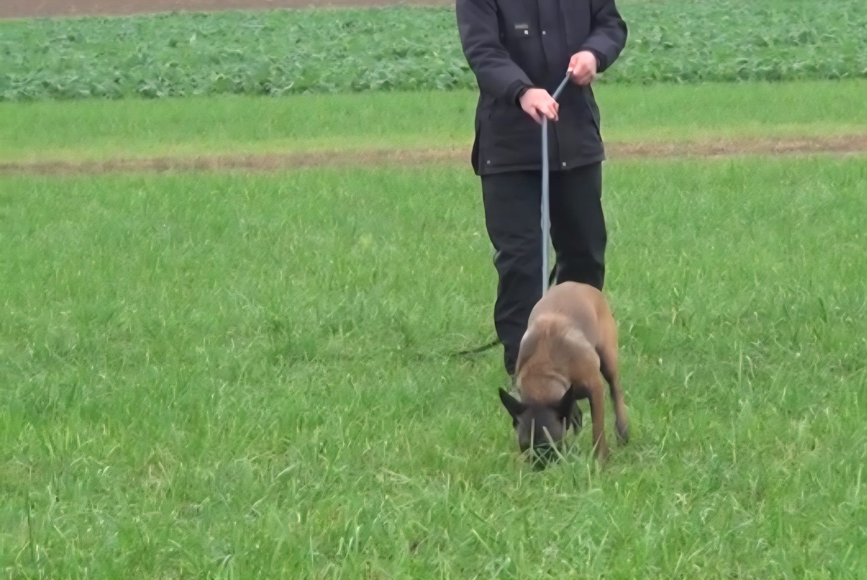 Hundetraining Leinenlaufen – Hundeschule Pfotenherz Sissach